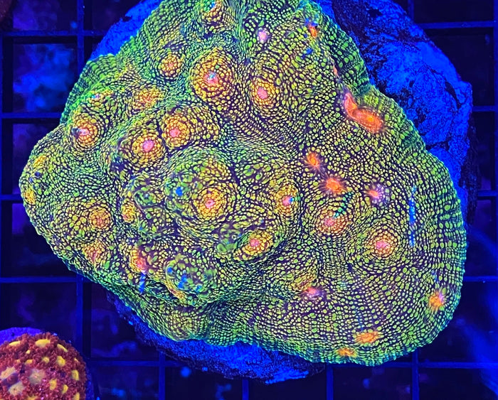 Acid Trip Chalice
