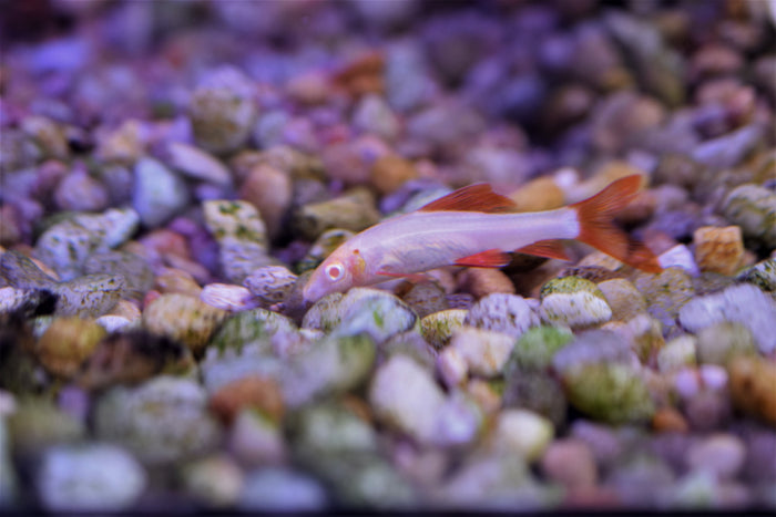 Albino Rainbow Shark