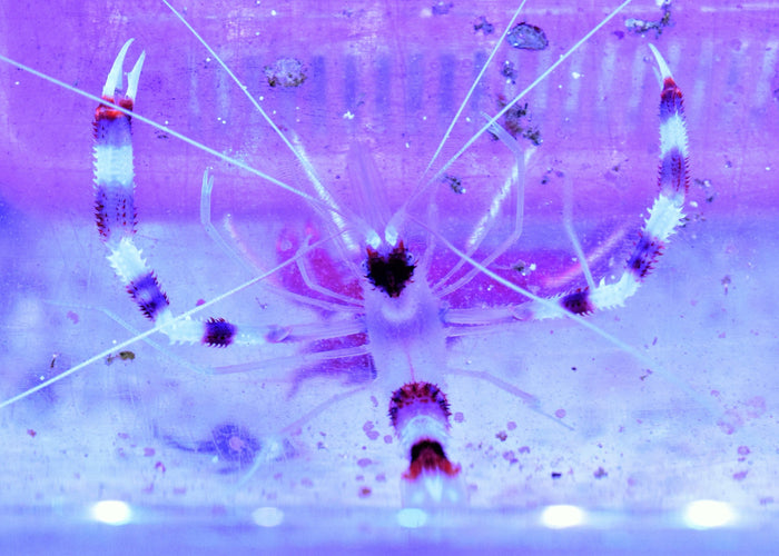 Banded Coral Shrimp