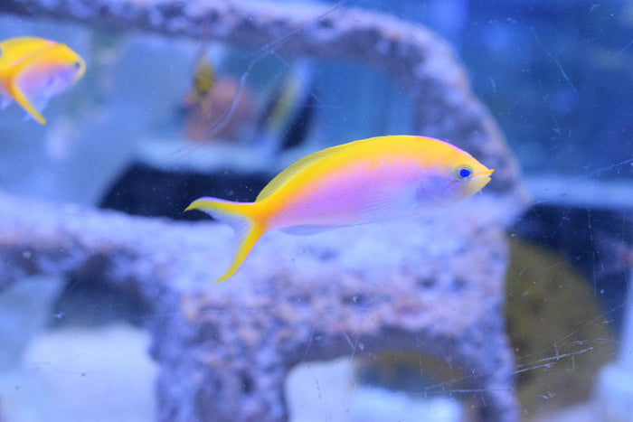 Bartlett Anthias