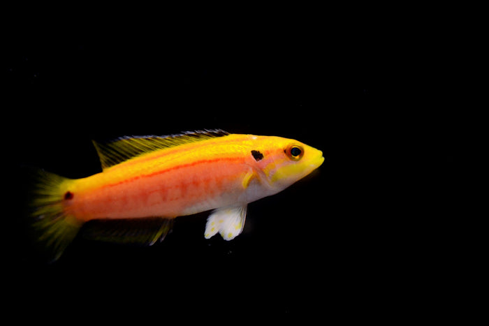 Bimac Hogfish