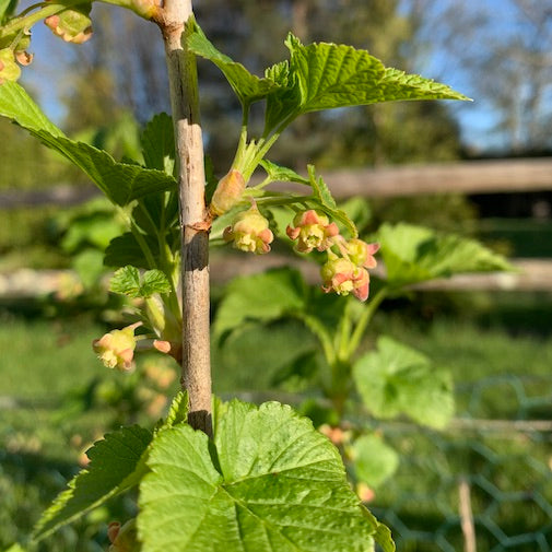 Black Currant