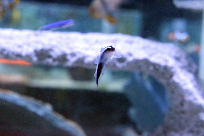 Blue Line Neon Goby