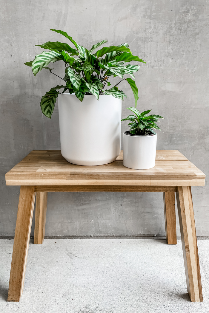 Calathea Concinna 8" + 4"