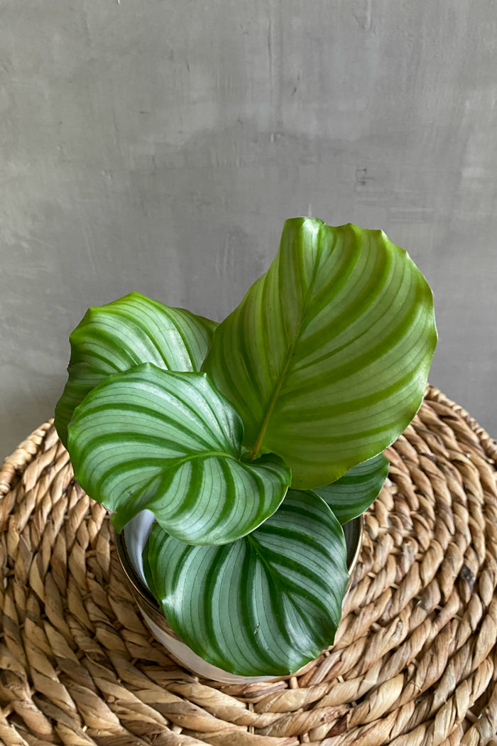Calathea 'Orbifolia'