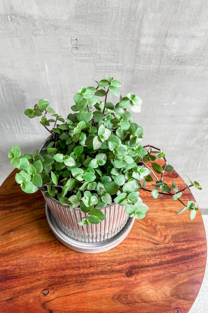 Callisia repens