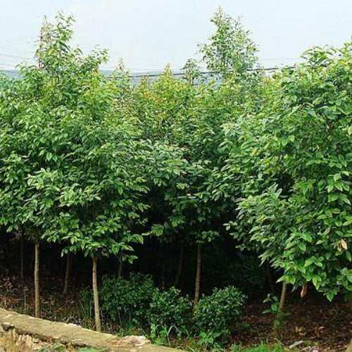 Celtis-tetrandra-Seeds