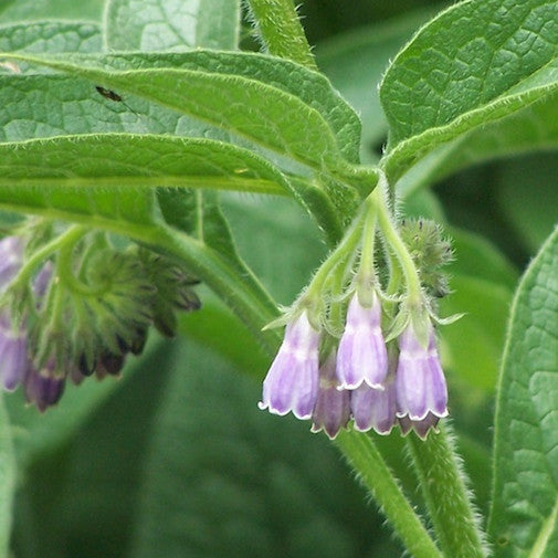 Comfrey