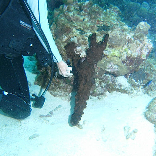 Dark Volcano Sponge