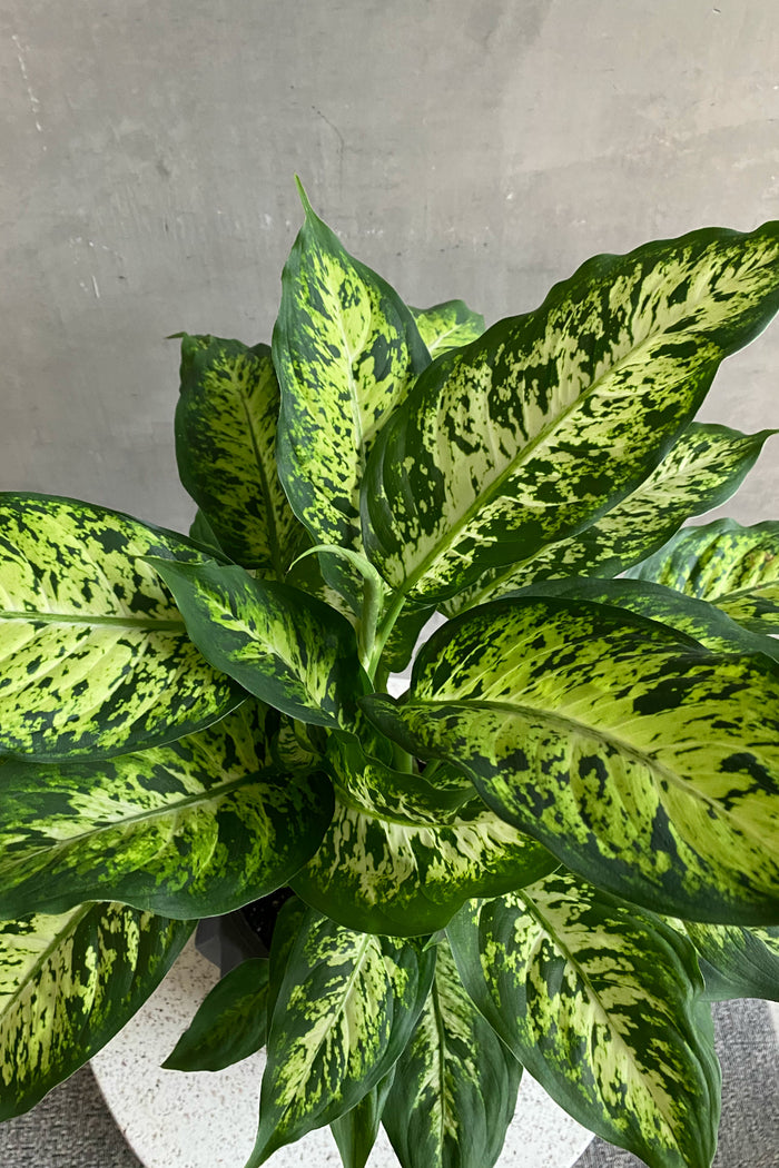 Diffenbachia 'Reflector'