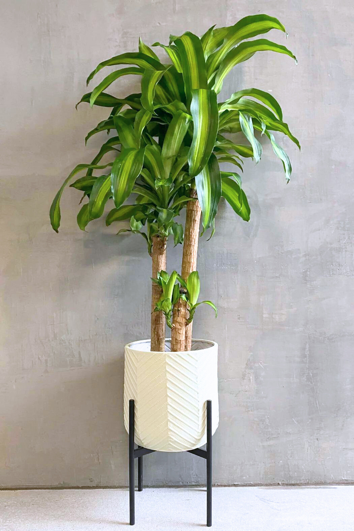 Dracaena-Fragrans -Massangeana-Corn-Plant