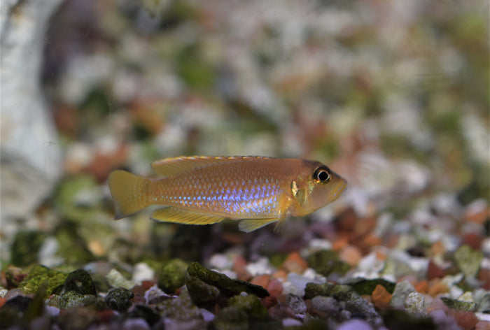 Lamprologus ocellatus "Gold"