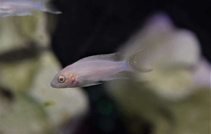 Neolamprologus brichardi "Albino"