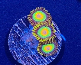 Rasta Zoanthid