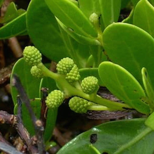 Sea Boxwood