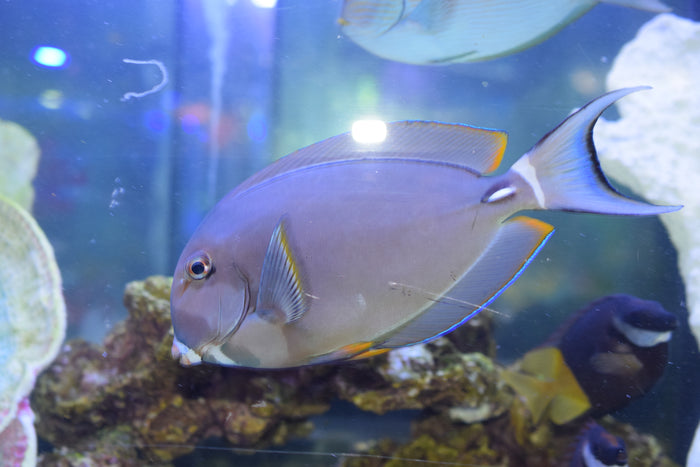 White-Spine Tang