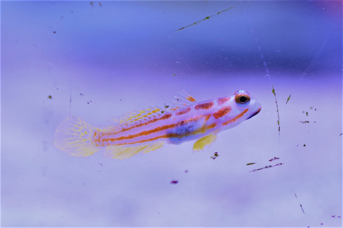 Yasha Hashe Goby