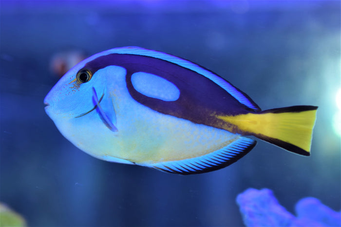 Yellow Belly Hepatus Tang