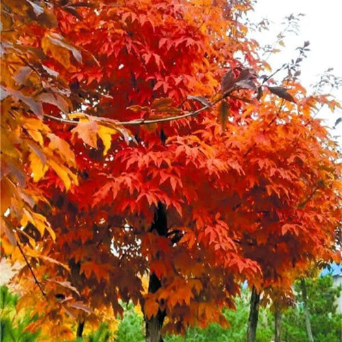 Acer triflorum-Three-flowered-maple-Seeds