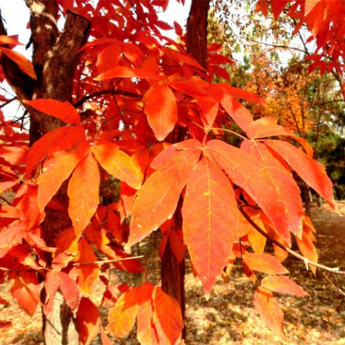 Acer triflorum-Three-flowered-maple-Seeds