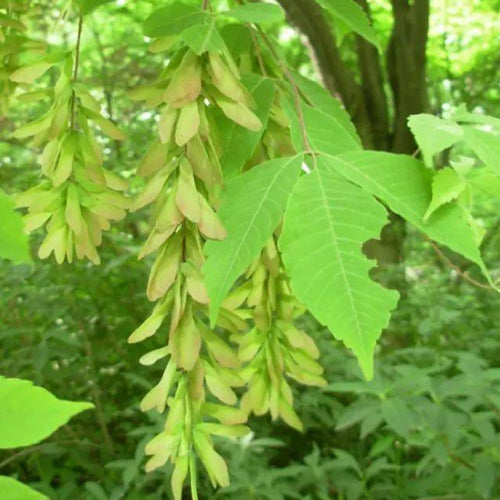 Acer Triflorum & Three Flowered Maple Seeds
