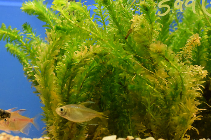 Anacharis