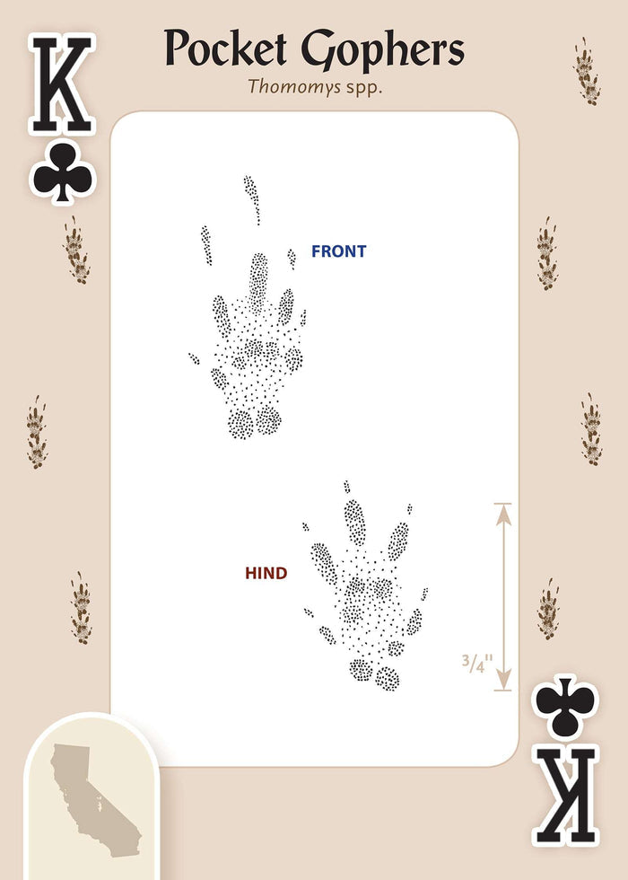 PlayingCardDecks.com-Animal Tracks of California Playing Cards