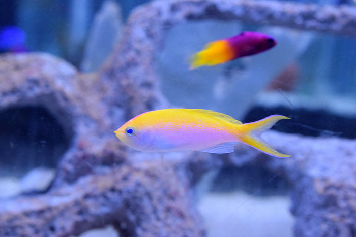 Bartlett Anthias