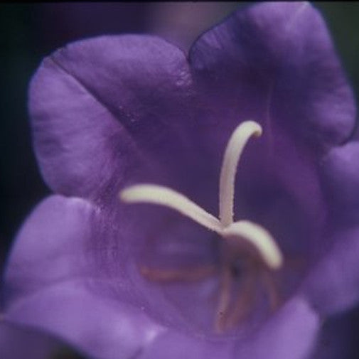Bellflower