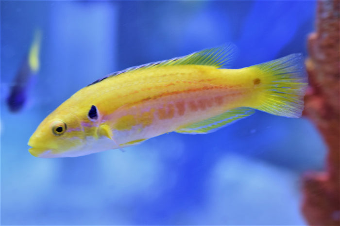 Bimac Hogfish