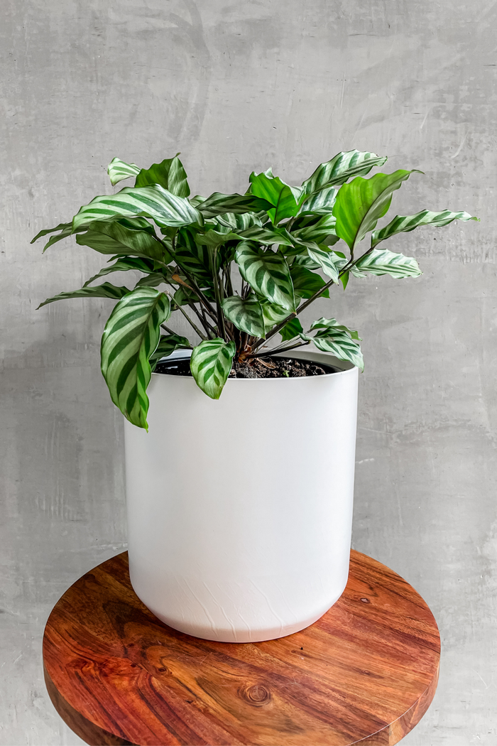 Calathea 'Concinna'-Wholesale Plants-ECOVIBE