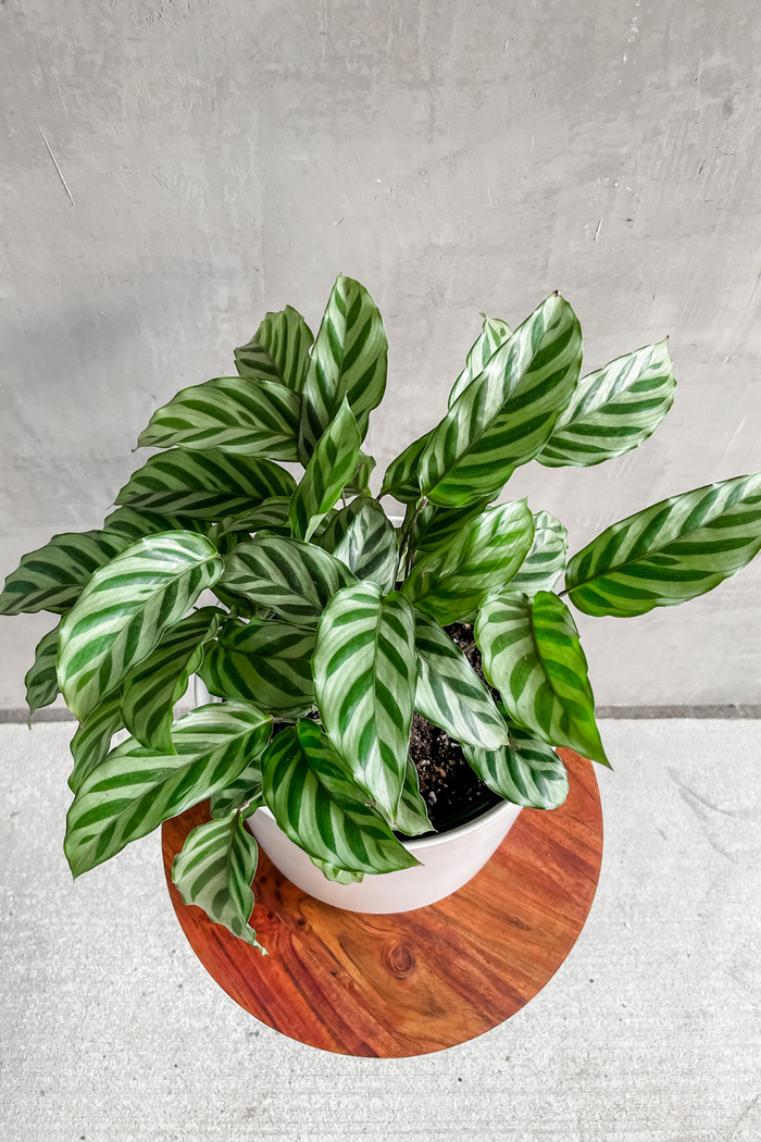 Calathea concinna 8"