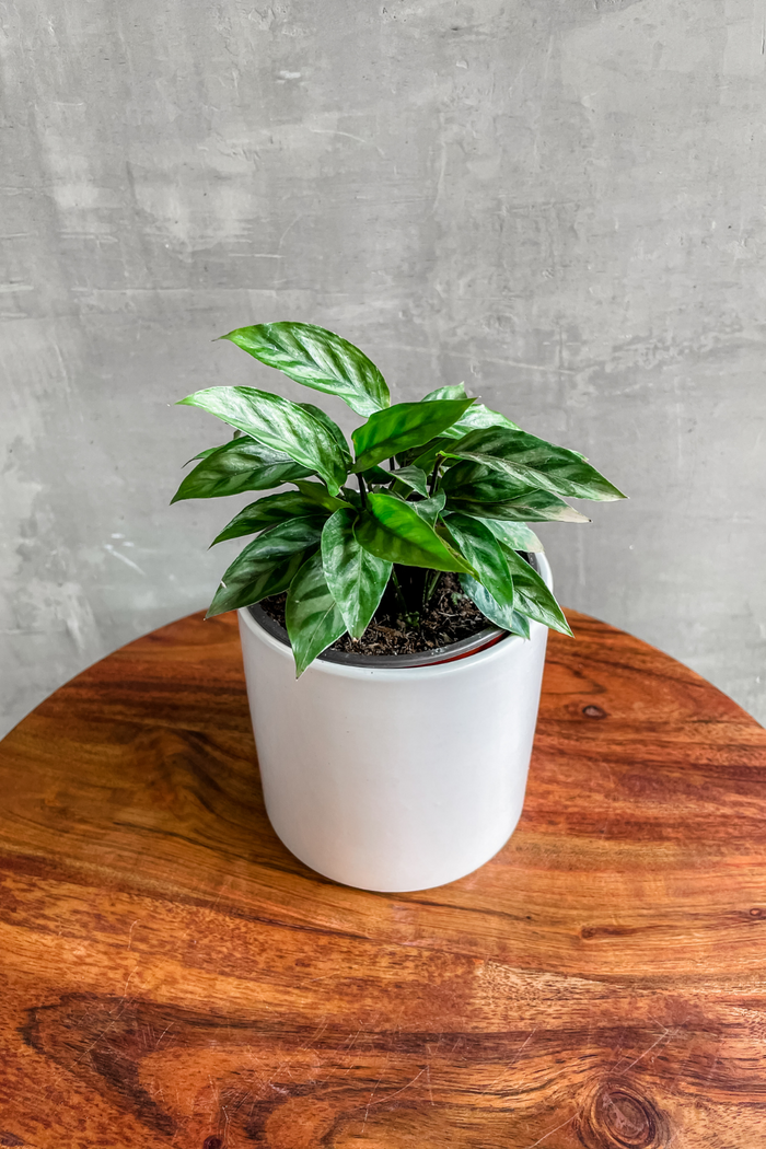 Calathea concinna 4"