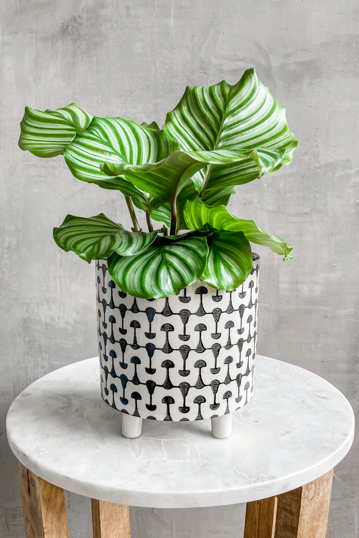 Calathea 'Orbifolia' 6"