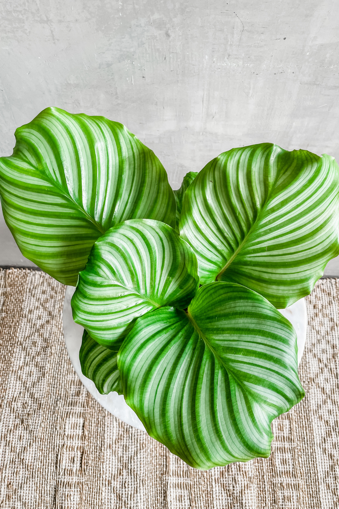 Calathea 'Orbifolia' 6"