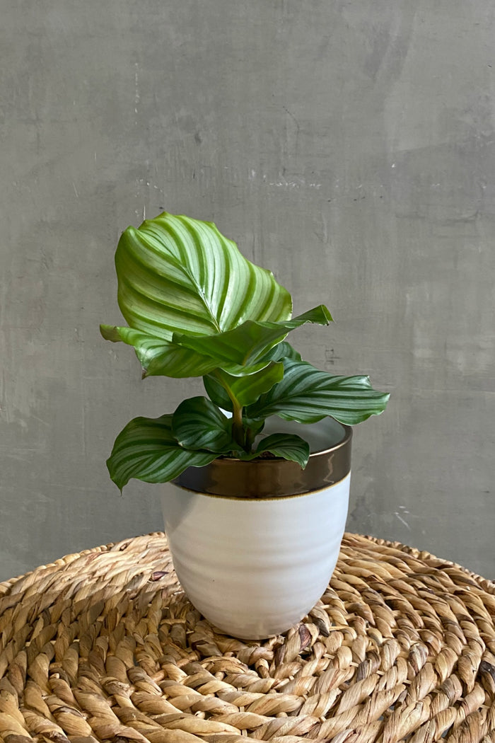 Calathea 'Orbifolia'