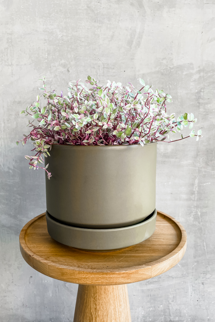 Callisia repens
