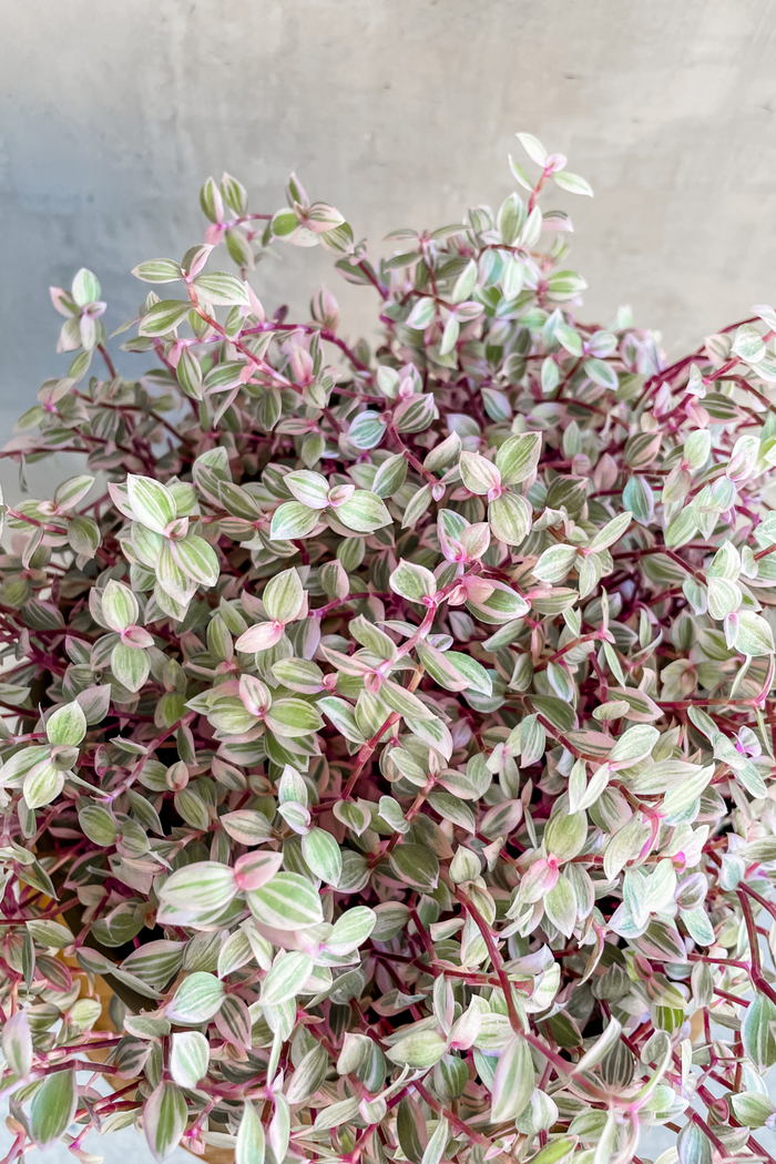 Callisia repens