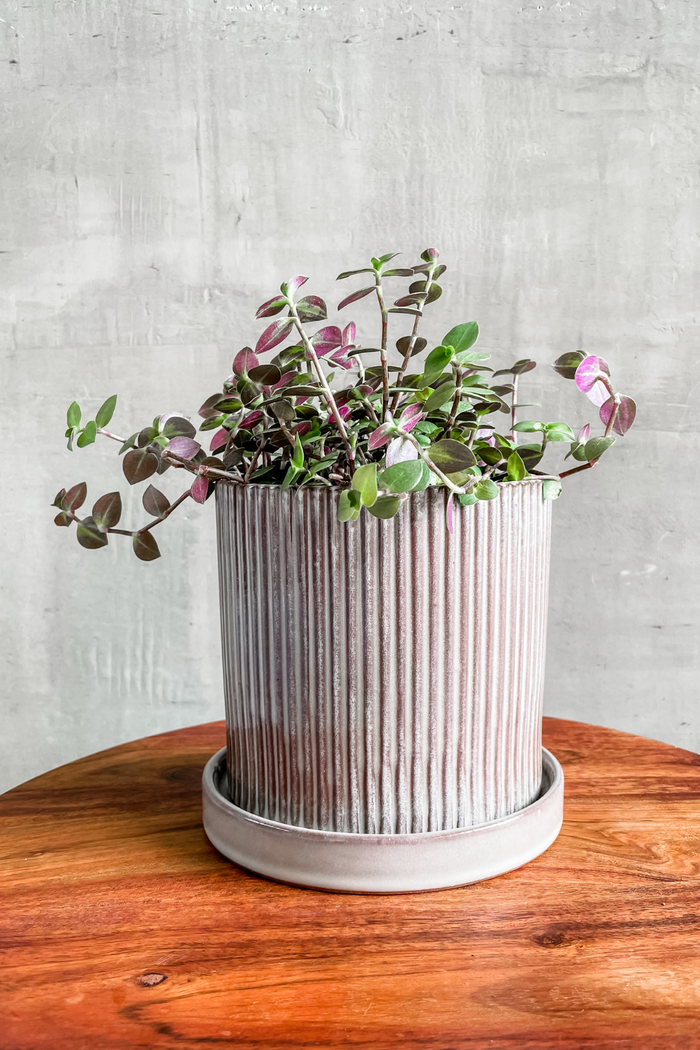 Callisia repens