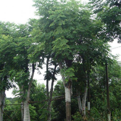 Celtis-tetrandra-Seeds