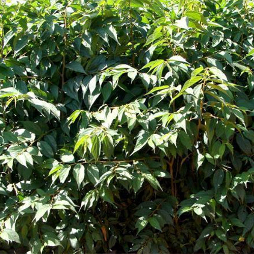 Celtis-tetrandra-Seeds