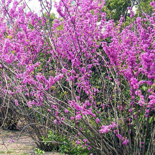 Cercis-glabra-Bauhinia-Seeds