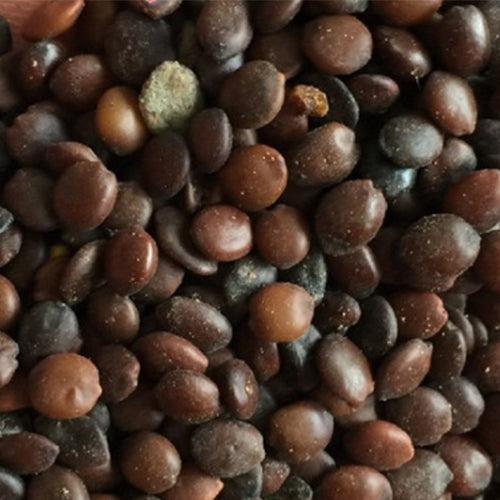 Cercis-glabra-Bauhinia-Seeds