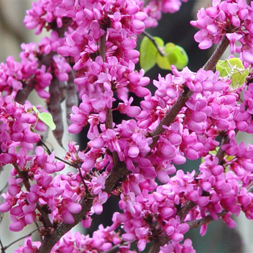 Cercis-glabra-Bauhinia-Seeds
