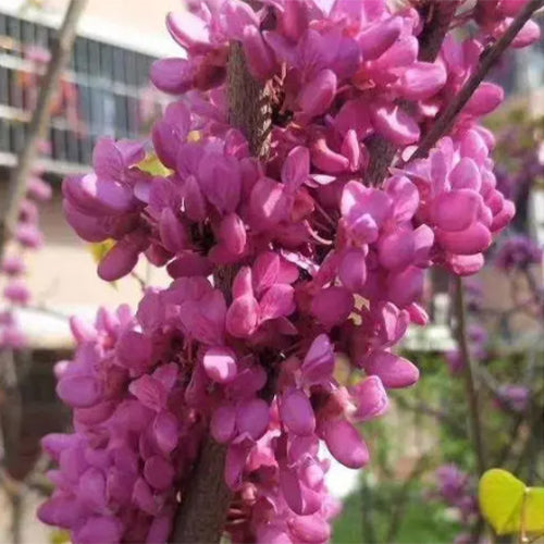 Cercis-glabra-Bauhinia-Seeds