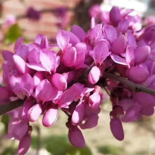 Cercis-glabra-Bauhinia-Seeds