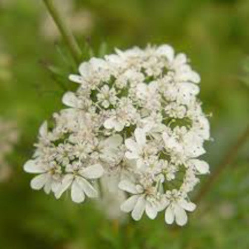 Cilantro