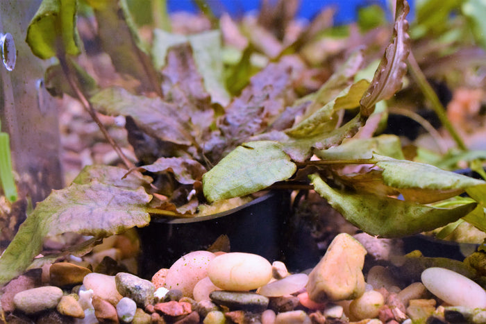 Cryptocoryne Wendtii "Bronze"