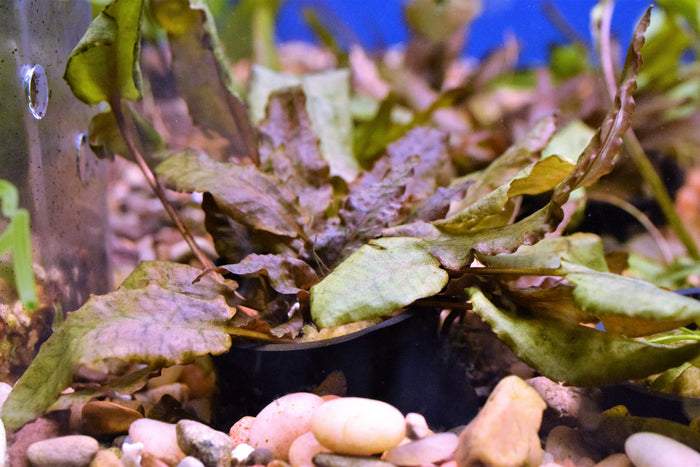 Cryptocoryne Wendtii "Bronze"