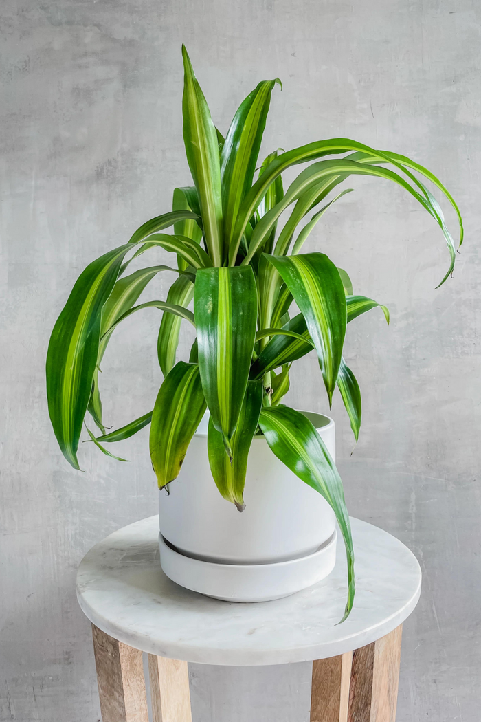 Dracaena-Fragrans -Massangeana-Corn-Plant-LBE-Round-Two